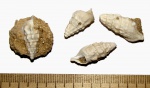 Окаменелости острова Кипр - Cerithium (?)
