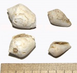 Окаменелости острова Кипр - Conus sp.