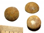Морской еж Holectypus