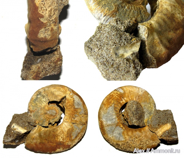 аммониты, юра, келловей, Indosphinctes, ушки, устье, Anaplanulites, Ammonites, Microconchs, lappets, Callovian, Jurassic, Middle Jurassic