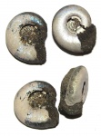 Устье микроконхов Kachpurites fulgens