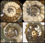 Kosmoceras и его аммонителла