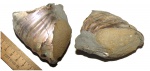 Устье макроконха Deshayesites sp.