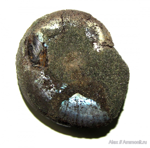 аммониты, юра, Kachpurites, волжский ярус, Еганово, Kachpurites fulgens, аптихи, Ammonites, Praestriaptychus, Aptychi, aptychus, Praestriaptychus fulgens, Volgian, Jurassic