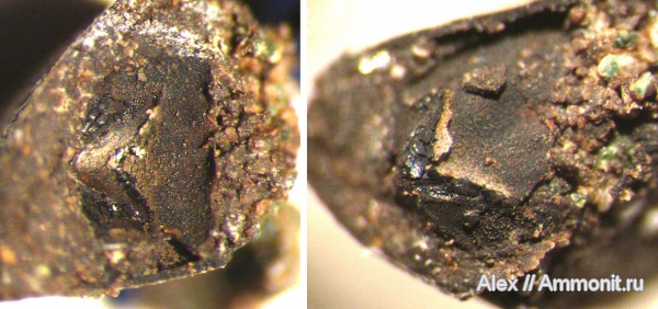 аммониты, юра, Kachpurites, волжский ярус, Kachpurites fulgens, аптихи, Ammonites, челюсти, Aptychi, верхние челюсти аммонитов, Volgian, Jurassic, ammonite jaws