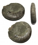Крупный макроконх Kachpurites