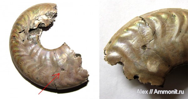 аммониты, юра, Lunuloceras, келловей, Lunuloceras mikhailowense, прижизненные повреждения, Ammonites, Callovian, Jurassic, Middle Jurassic