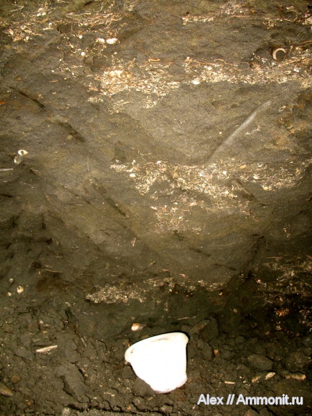 аммониты, юра, Мневники, Ammonites, зона Kachpurites fulgens, Jurassic