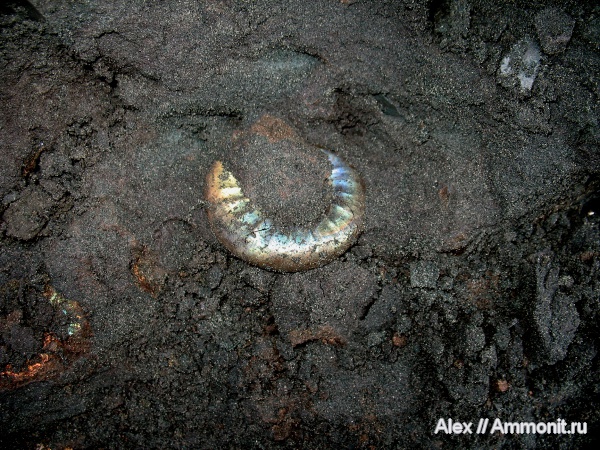 юра, макроконхи, Kachpurites, Kachpurites fulgens, зона Kachpurites fulgens, Garniericeratinae, Macroconchs, Volgian, Jurassic