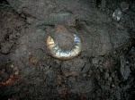 Макроконх Kachpurites fulgens