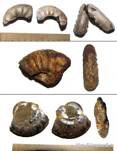 аммониты, юра, мел, Kachpurites, Kachpurites fulgens, берриас, Ammonites, Riasanites, зона Kachpurites fulgens, Volgian, Berriasian, Cretaceous, Jurassic