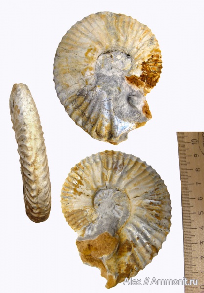 микроконхи, кимеридж, Aulacostephanus eudoxus, Aulacostephanus, ушки, устье, Липицы, Aulacostephanidae, Microconchs, lappets, Kimmeridgian, Upper Jurassic
