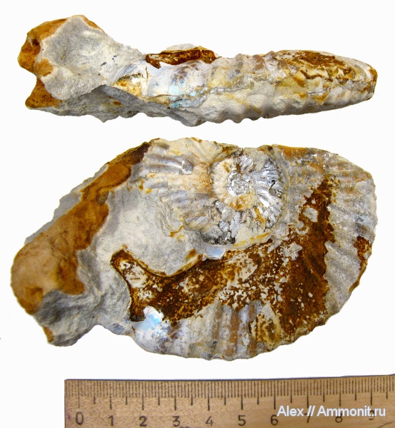 микроконхи, кимеридж, Aulacostephanus eudoxus, Aulacostephanus, ушки, устье, Липицы, Aulacostephanidae, Microconchs, lappets, Kimmeridgian, Upper Jurassic