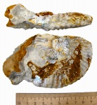 Устье Aulacostephanus eudoxus