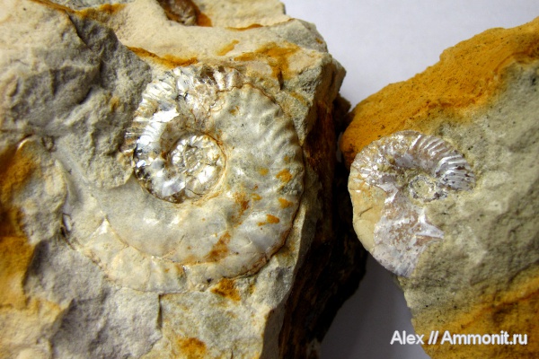 аммониты, юра, микроконхи, кимеридж, Ammonites, Sutneria, Aspidoceratidae, Aspidoceratinae, Sutneria eumela, Microconchs, lappets, Kimmeridgian, Jurassic, Upper Jurassic