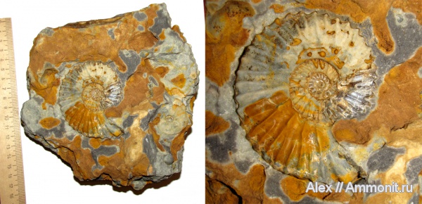 кимеридж, Aulacostephanus eudoxus, Aulacostephanus, ушки, устье, Липицы, Aulacostephanus yo, Microconchs, lappets, Kimmeridgian, Upper Jurassic