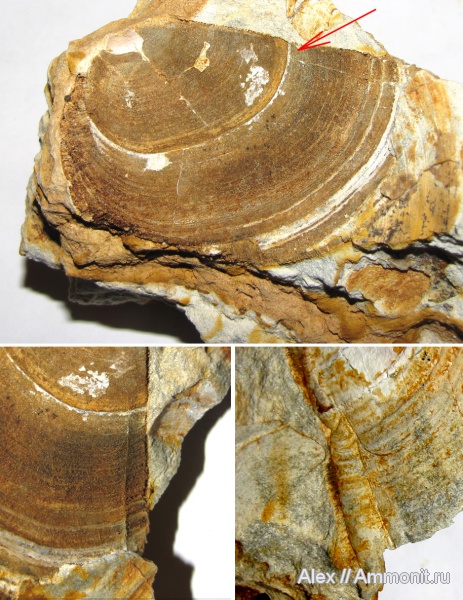 юра, кимеридж, аптихи, прижизненные повреждения, Laevaptychus, Aspidoceratidae, Aspidoceratinae, Aptychi, aptychus, ammonoid sublethal injuries, Kimmeridgian, Jurassic, Upper Jurassic