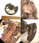 Pentacrinus sp. внутри Kachpurites fulgens