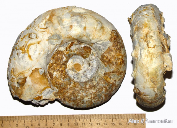 юра, макроконхи, кимеридж, Липицы, Aspidoceras, Aspidoceratidae, Aspidoceratinae, Aspidoceras karpinskii, Macroconchs, Kimmeridgian, Jurassic, Upper Jurassic