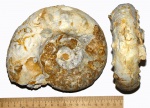 Aspidoceras karpinskii