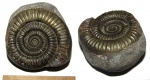 Dactylioceras из Англии