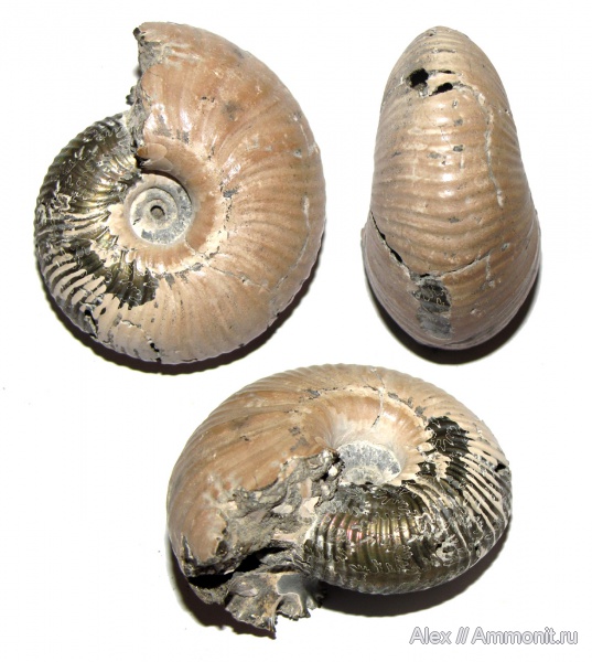 юра, Михайлов, Funiferites, келловей, Funiferites allae, Cadoceratinae, Cardioceratidae, Callovian, Jurassic, Middle Jurassic