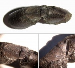 Нижняя челюсть Kachpurites fulgens