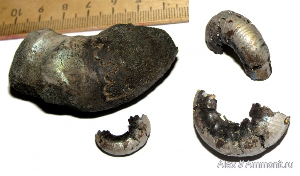 юра, макроконхи, Kachpurites, волжский ярус, лопастные линии, зона Kachpurites fulgens, Macroconchs, Volgian, Jurassic
