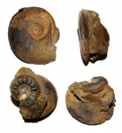 Leioceras и Bredyia