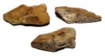 Ischyodus latus