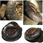 Лопастная линия Kachpurites fulgens