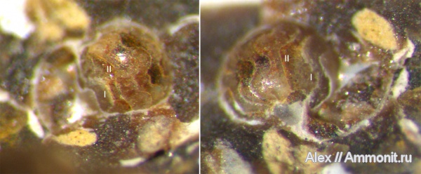 аммониты, юра, нижний келловей, Ammonites, аммонителла, ammonitella, Jurassic, Lower Callovian