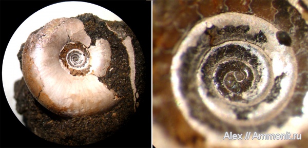 аммониты, юра, Kachpurites, волжский ярус, Kachpurites fulgens, Ammonites, аммонителла, ammonitella, Garniericeratinae, Volgian, Jurassic