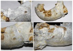 Устье Aspidoceras Устье Aspidoceras