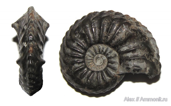 Германия, плинсбах, Amaltheus, Amaltheus subnodosus, Amaltheidae, Pliensbachian