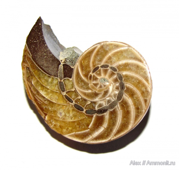 мел, наутилусы, Мадагаскар, Cenoceras, Nautilidae, Cretaceous