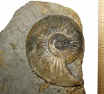 Макроконх Amaltheus margaritatus