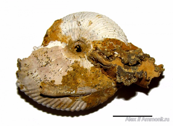 аммониты, серпулы, Serpula, нижний келловей, Serpulidae, Chamoussetia, Cadoceratinae, Cardioceratidae, Ammonites, обрастание аммонитов, Lower Callovian