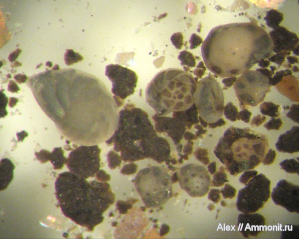 юра, оксфорд, фораминиферы, Foraminifera, Epistomina, Lenticulina, Oxfordian, Jurassic