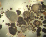 Фораминиферы аммонитовой зоны Amoeboceras alternoides