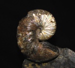 Hoploscaphites cf. nodosus