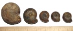 Waagenina subinterrupta