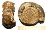 Большой Paragastrioceras jossae