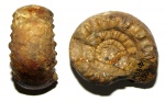 Маленький Paragastrioceras jossae