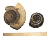 Dicneroceras demokidovi