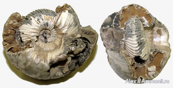 юра, келловей, Cadoceras, Cadochamoussetia, Cadoceratinae, Cardioceratidae, МДЭБЦ, МГСЮН, Callovian, Jurassic, Middle Jurassic