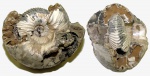 Толстая Cadochamoussetia surensis