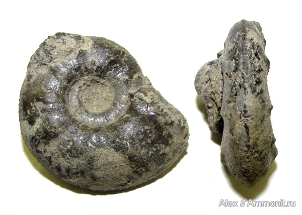 юра, Cardioceras, оксфорд, Cardioceratidae, МДЭБЦ, МГСЮН, Cardioceras tenuiserratum, Oxfordian, Jurassic