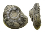 Cardioceras tenuiserratum