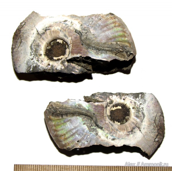 аммониты, серпулы, Serpula, келловей, Sublunuloceras, Serpulidae, Sublunuloceras lonsdalii, Ammonites, обрастание аммонитов, Callovian, Middle Jurassic